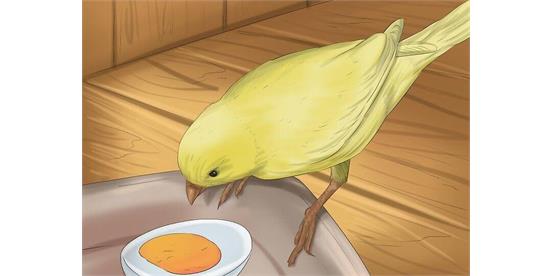 تغذیه ی قناری