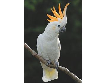 طوطی کاکادو