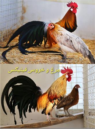 پرندگان زینتی6