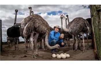 اصول پرورش شترمرغ