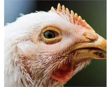 بیماری های مزمن تنفسی طیور CRD