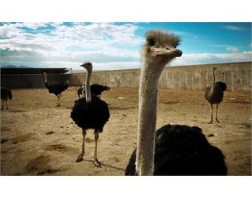 پرورش شترمرغ