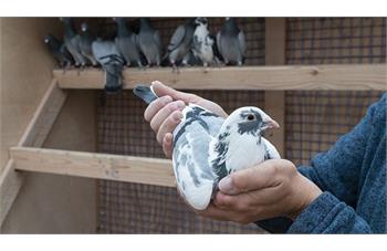 پرورش کبوتر در قفس