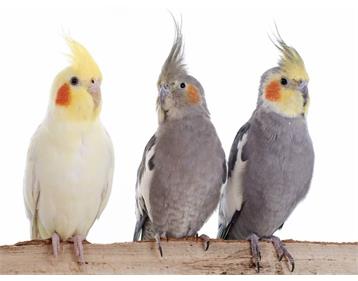 تکثیر عروس هلندی