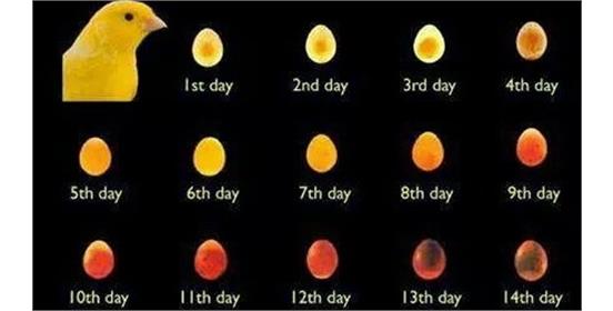 عکس مراحل رشد جنین جوجه قناری