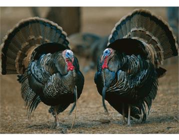 پرورش بوقلمون