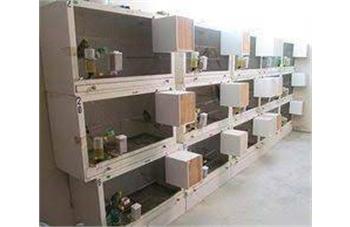 عکس سالن پرورش عروس هلندی