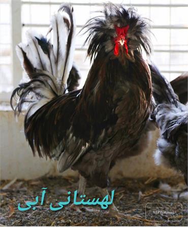 پرندگان زینتی3