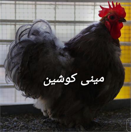 پرندگان زینتی7