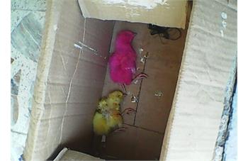 عکس جوجه مرده