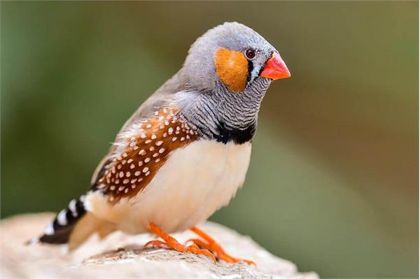 نگهداری و پرورش فنچ و جوجه کشی فنچ