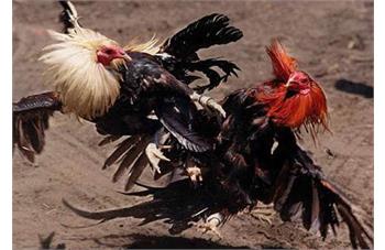 نگهداری خروس لاری