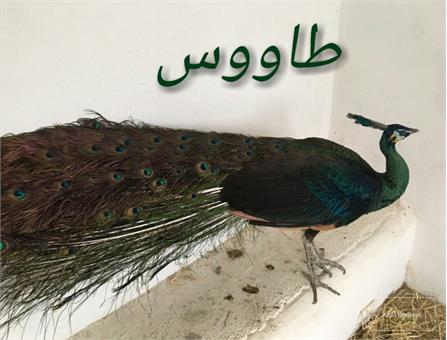 پرندگان زینتی2