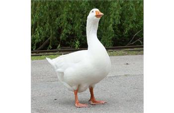 پرورش غاز گوشتی و محلی