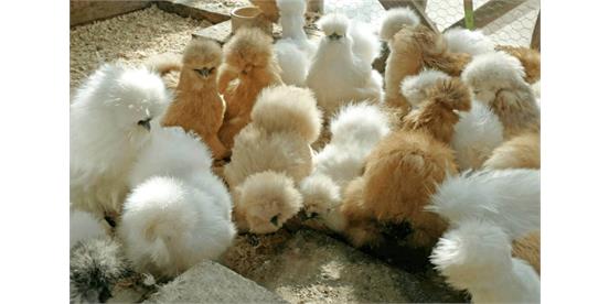 پرورش مرغ ابریشمی