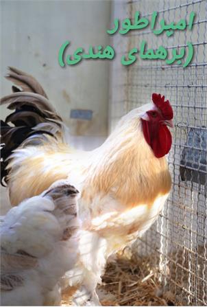 پرندگان زینتی11