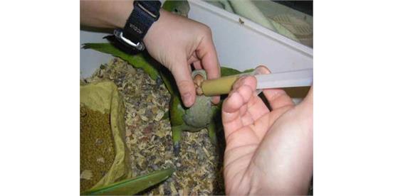 سرلاک دادن به پرنده