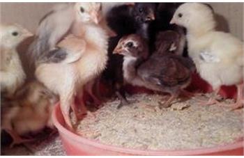 عکس جوجه لاری یک روزه