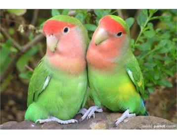 طوطی برزیلی