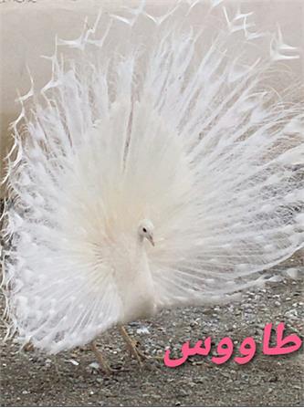 پرندگان زینتی9