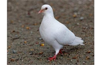 نگهداری کبوتر