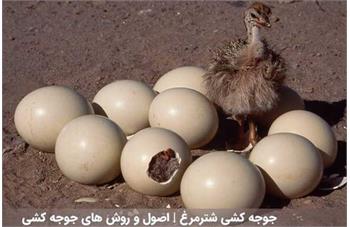 جوجه کشی شترمرغ