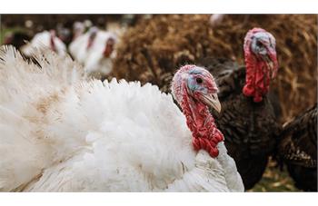 نگهداری بوقلمون