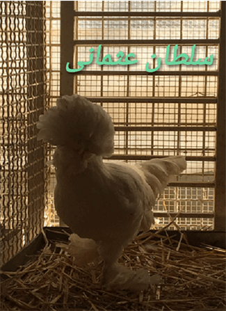 پرندگان زینتی14