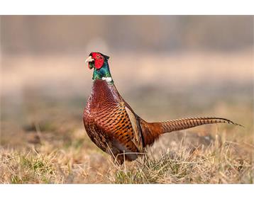 آموزش جامع پرورش قرقاول از صفر تا صد