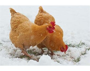 نگهداری از مرغ در فصل سرما