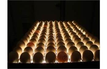 تخم مناسب جوجه کشی