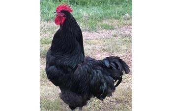 خروس نیو جرسی