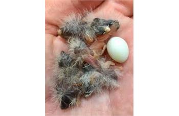 جوجه کشی فنچ