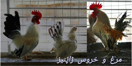 پرندگان زینتی4