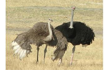 نگهداری شترمرغ