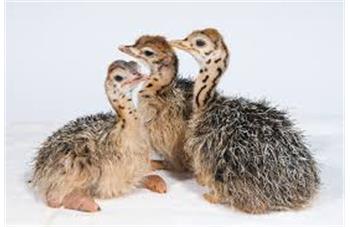 جوجه شترمرغ