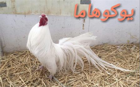 پرندگان زینتی10