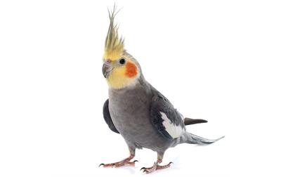 پرورش عروس هلندی در خانه