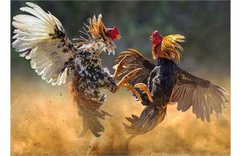 جوجه کشی تخم لاری