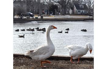 نگهداری غاز