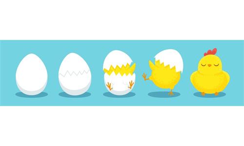 راهنمای عمومی جوجه کشی