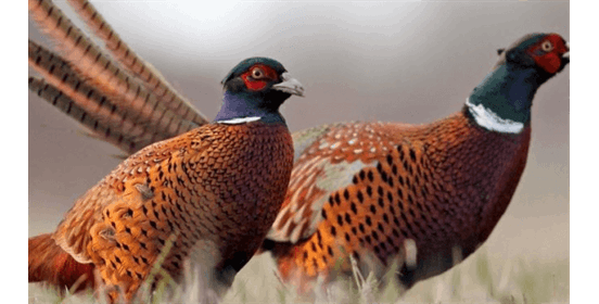 نگهداری قرقاول