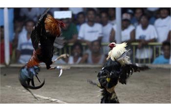 مبارزه خروس لاری ها