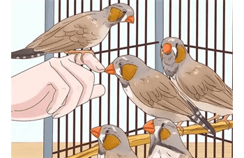 نگهداری فنچ در قفس