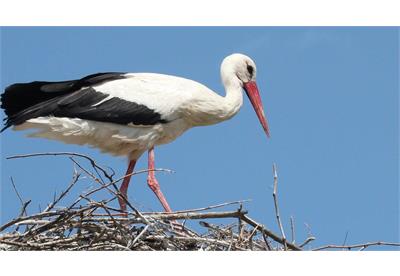 عکس پرنده لک لک