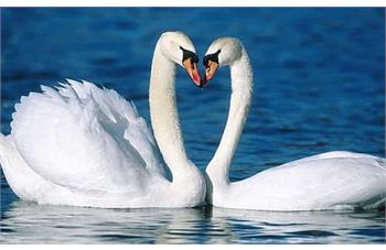 جوجه کشی قو