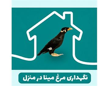 نگهداری مرغ مینا در خانه