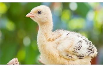 غذای بوقلمون