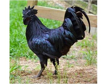 مرغ آیام سمانی