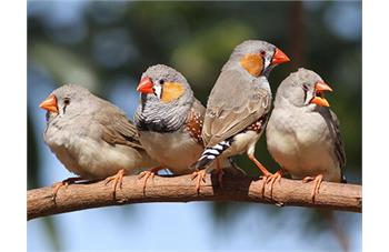 نگهداری فنچ